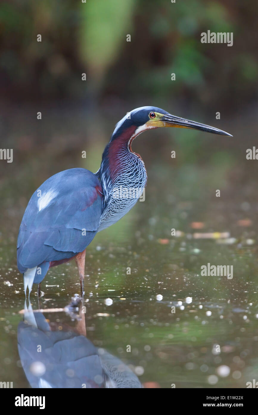 Héron Agami (Agamia agami) se nourrir dans une lagune au Costa Rica. Banque D'Images