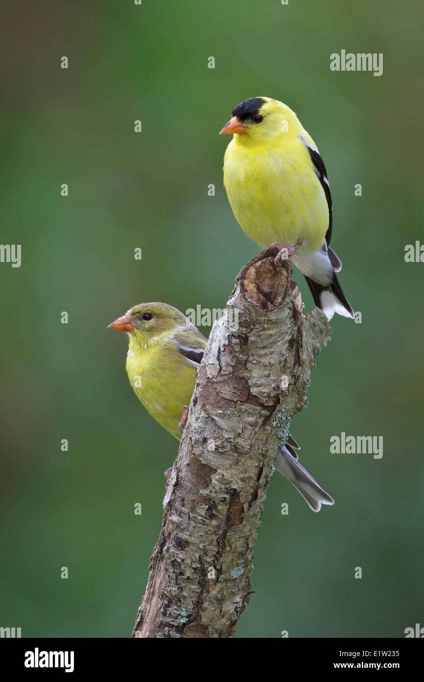 Chardonneret jaune, Carduelis tristis, perché sur une branche dans l'Est de l'Ontario, Canada. Banque D'Images