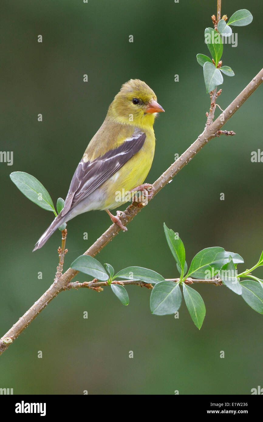 Chardonneret jaune, Carduelis tristis, perché sur une branche dans l'Est de l'Ontario, Canada. Banque D'Images Chardonneret jaune, Carduelis tristis, perché sur une branche dans l'Est de l'Ontario, Canada. Banque D'Images