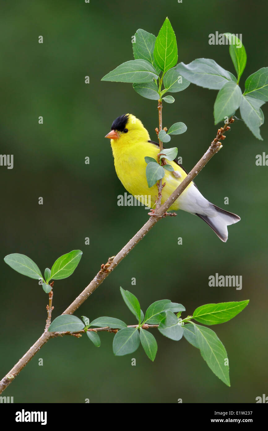 Chardonneret jaune, Carduelis tristis, perché sur une branche dans l'Est de l'Ontario, Canada. Banque D'Images Chardonneret jaune, Carduelis tristis, perché sur une branche dans l'Est de l'Ontario, Canada. Banque D'Images