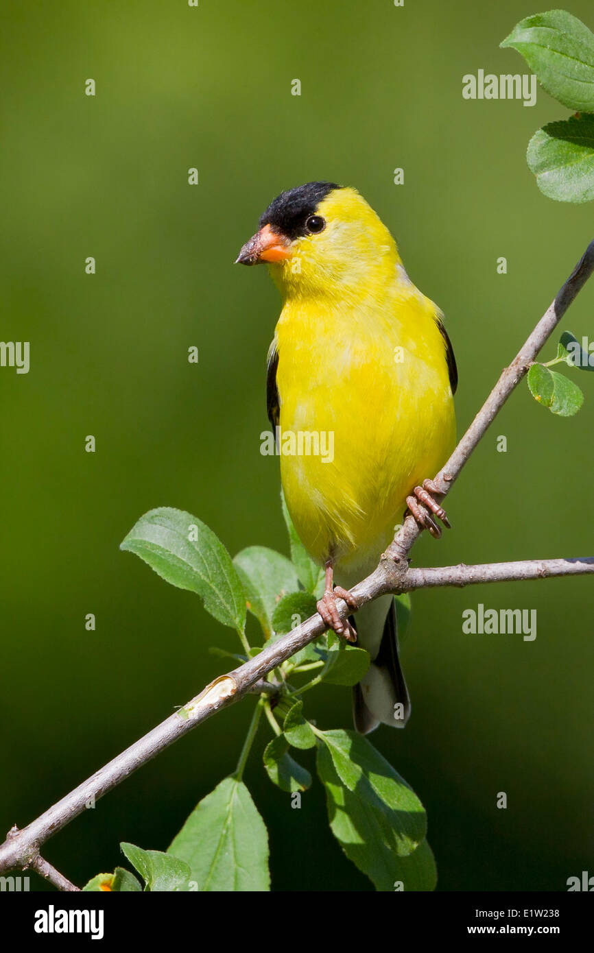 Chardonneret jaune, Carduelis tristis, perché sur une branche dans l'Est de l'Ontario, Canada. Banque D'Images Chardonneret jaune, Carduelis tristis, perché sur une branche dans l'Est de l'Ontario, Canada. Banque D'Images