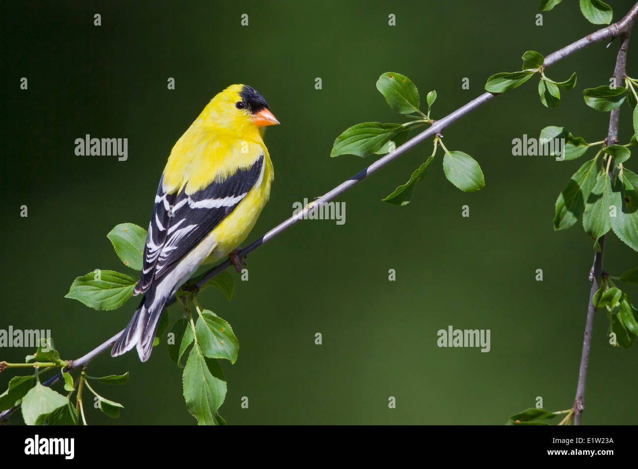 Chardonneret jaune, Carduelis tristis, perché sur une branche dans l'Est de l'Ontario, Canada. Banque D'Images Chardonneret jaune, Carduelis tristis, perché sur une branche dans l'Est de l'Ontario, Canada. Banque D'Images