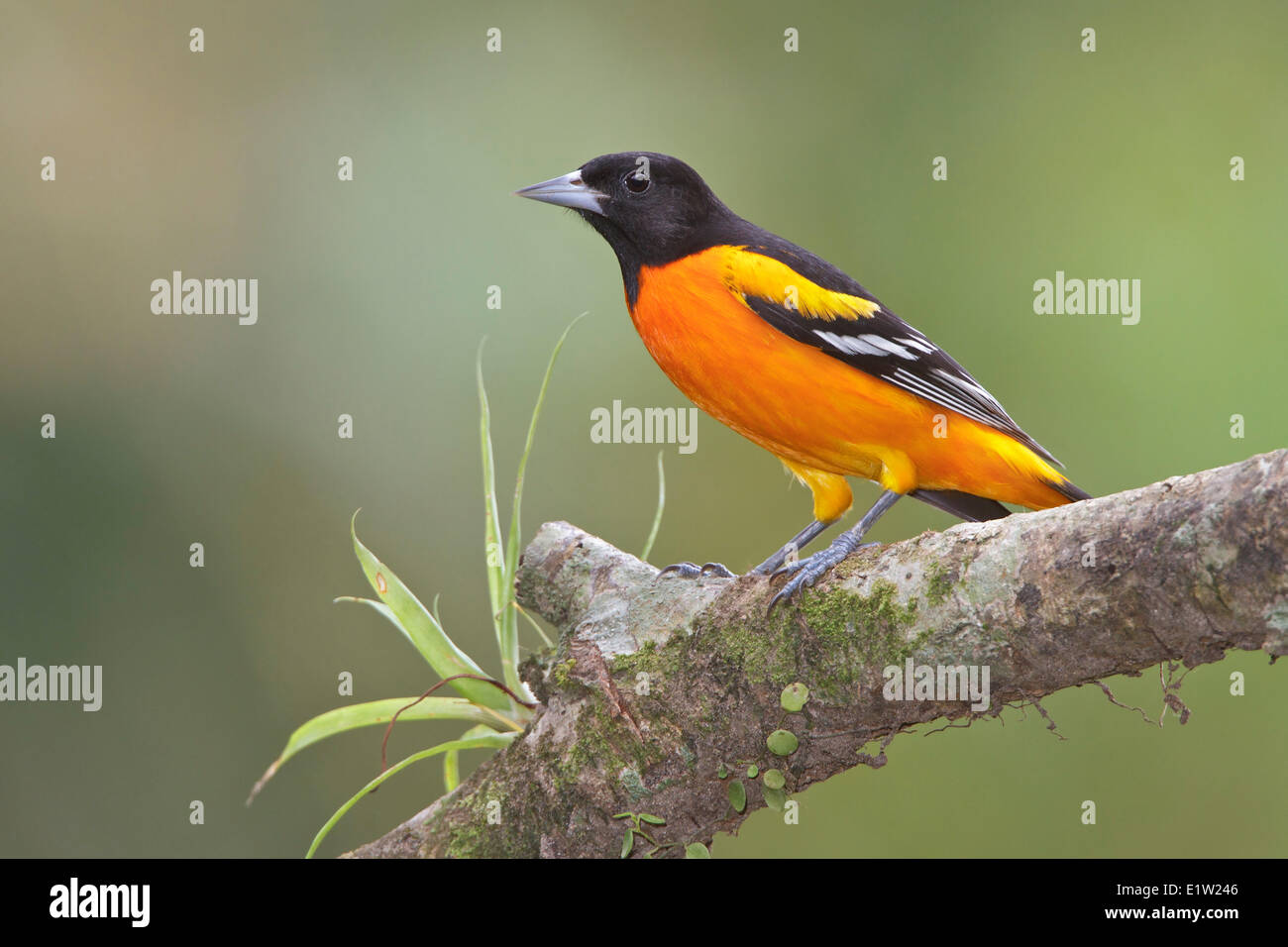 L'Oriole de Baltimore (Icterus galbula) g. Perché sur une branche au Costa Rica. Banque D'Images