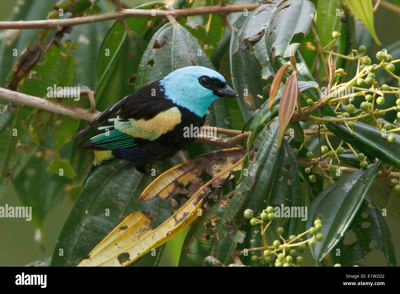 Calliste à cou bleu (Tangara cyanicollis) perché sur une branche au Pérou. Banque D'Images