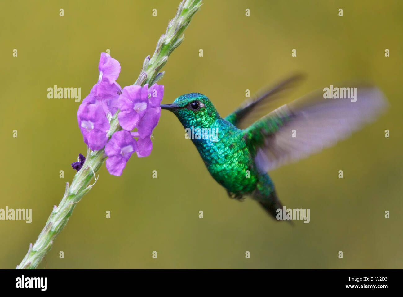 Blue-tailed Emerald (Chlorostilbon mellisugus) volant tout en s'alimentant à une fleur au Pérou. Banque D'Images