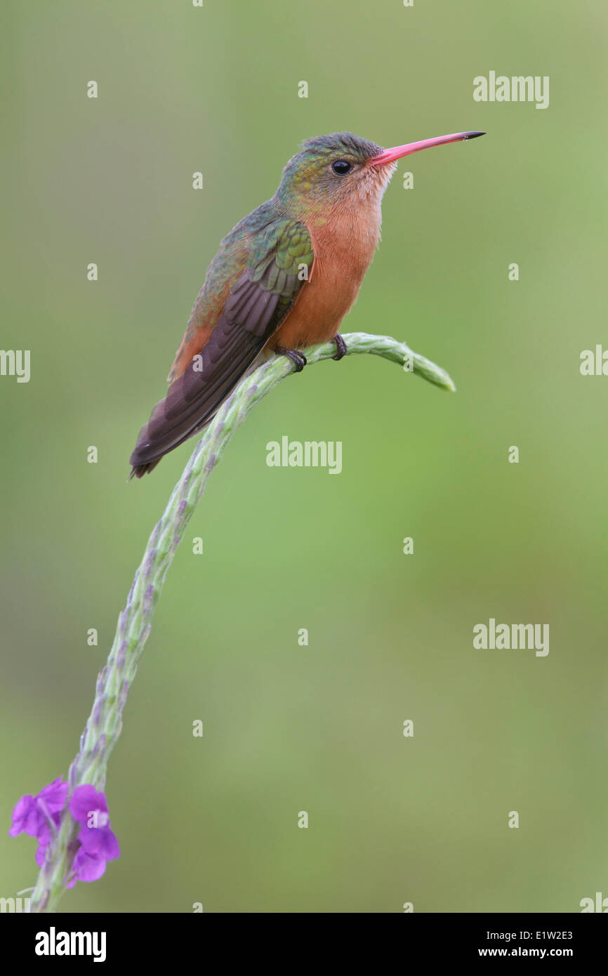 (Amazilia rutila Cinnamon Hummingbird) perché sur une fleur au Costa Rica. Banque D'Images