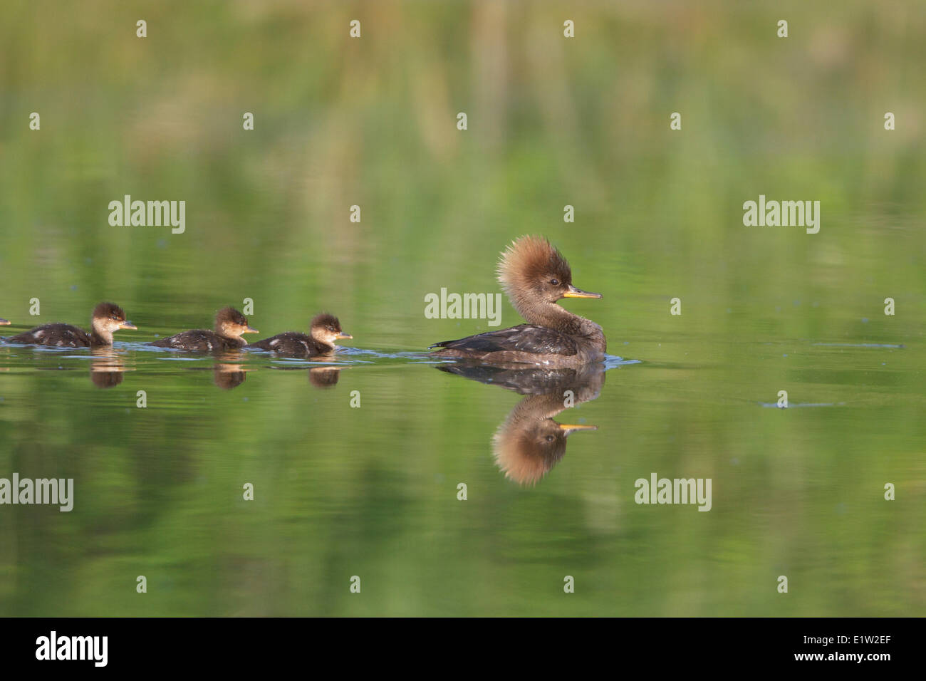 Grand Harle, Mergus merganser, natation sur un étang d'eau douce dans l'Est de l'Ontario, Canada. Banque D'Images