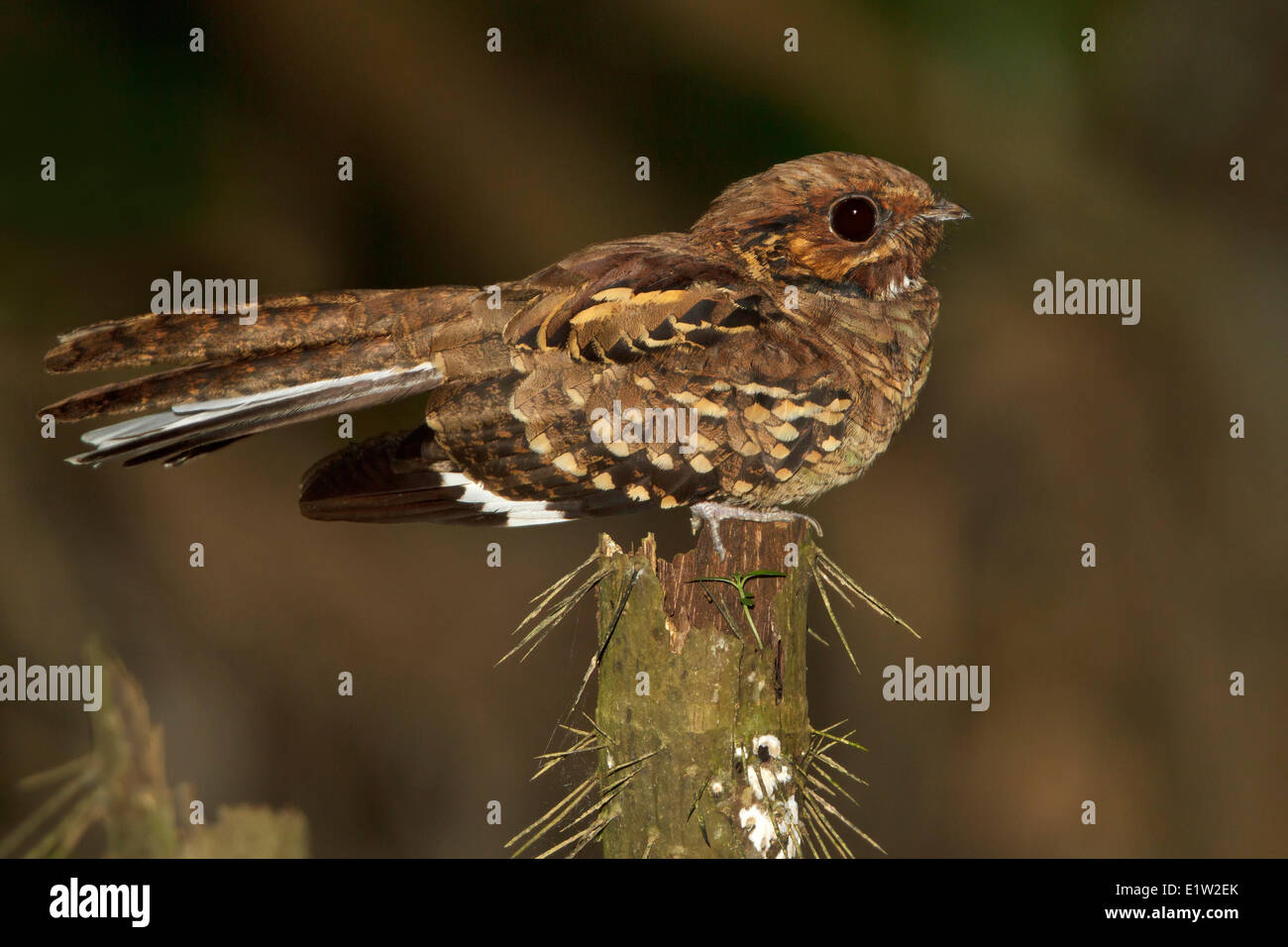 Engoulevent pauraqué Nyctidromus albicollis (commune) perché sur une branche en Equateur. Banque D'Images