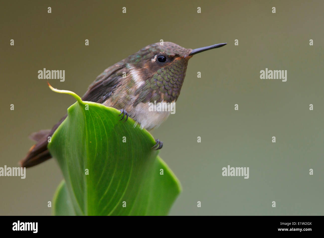 Colibri Selasphorus flammula (volcan) perché sur une feuille au Costa Rica. Banque D'Images