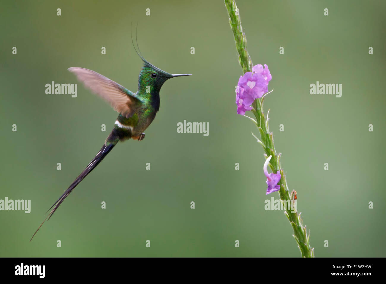 Wire-crested Thorntail (Popelairia popelairii) volant tout en s'alimentant à une fleur au Pérou. Banque D'Images