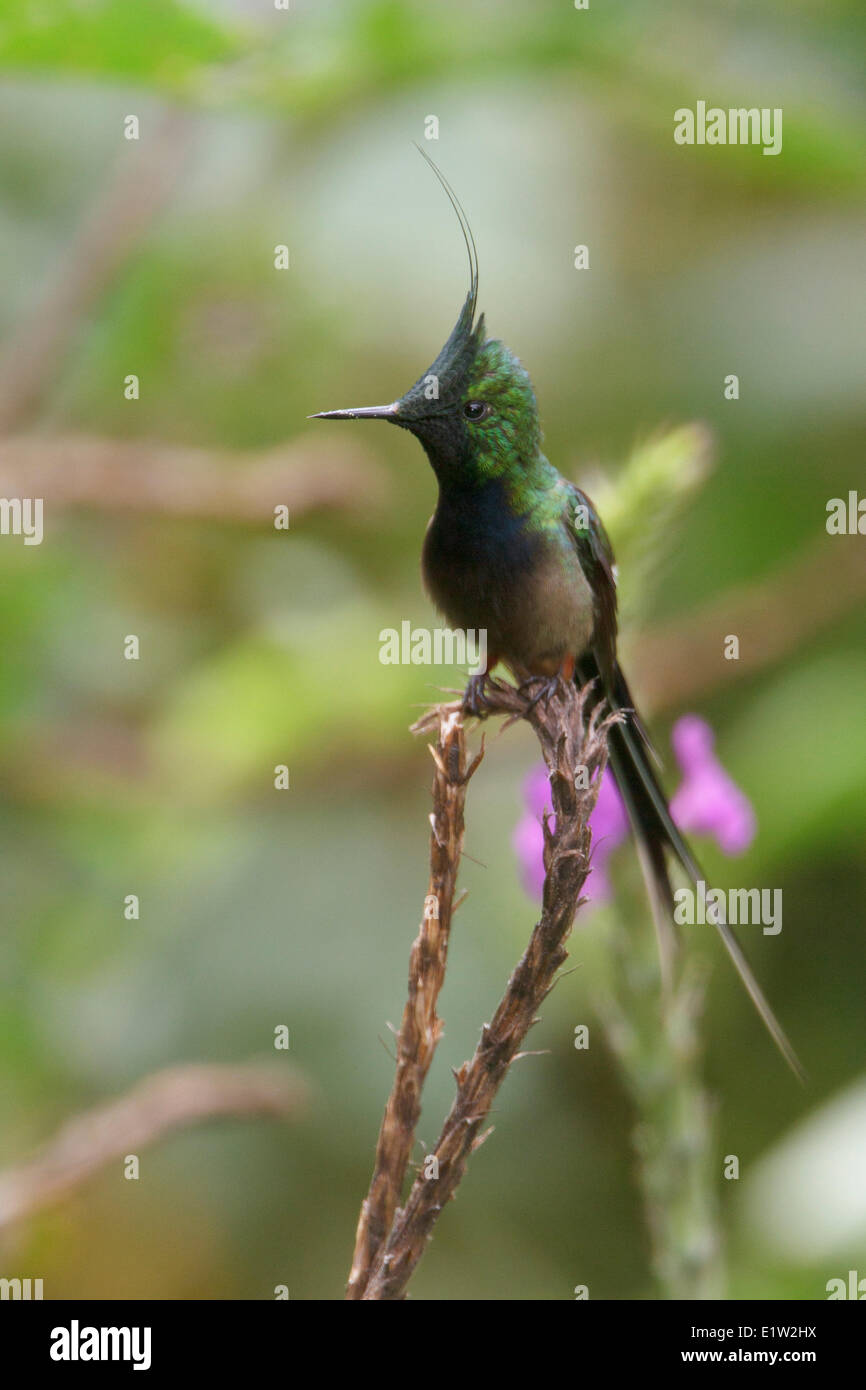 Wire-crested Thorntail (Popelairia popelairii) perché sur une fleur au Pérou. Banque D'Images