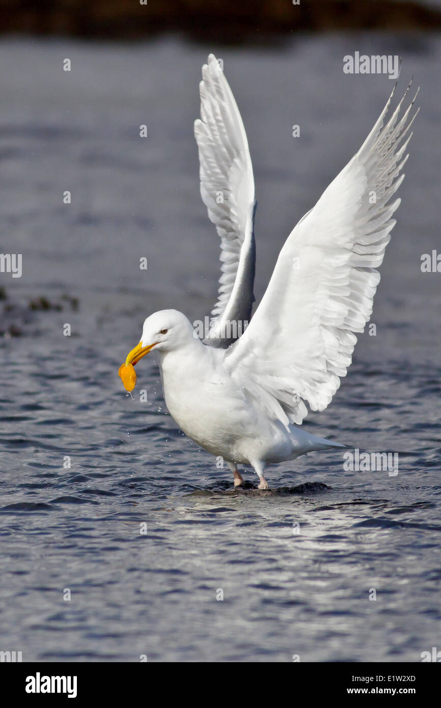 Glaucous-Winged, Larus glaucescens Banque D'Images