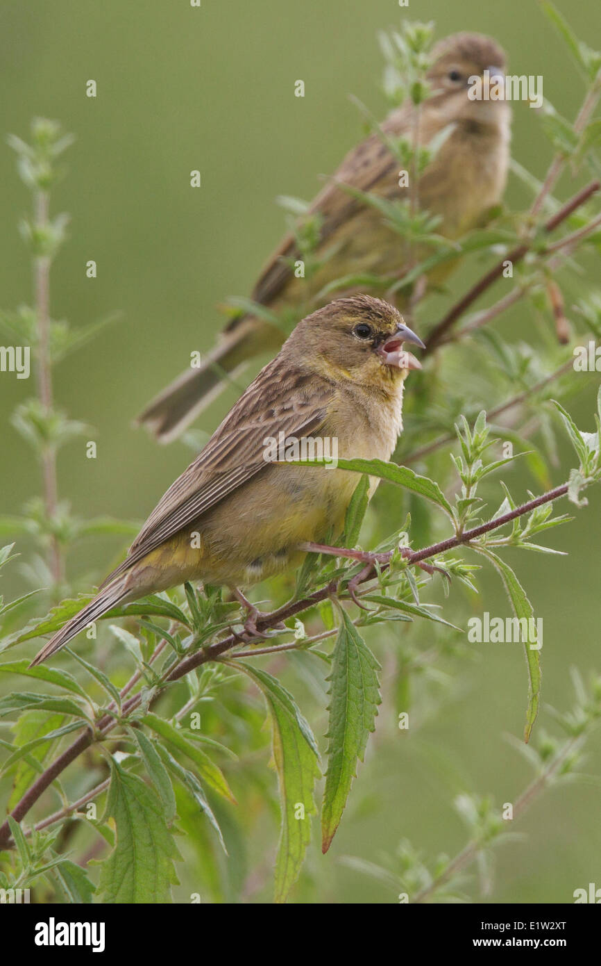 (Sicalis luteola prairie Yellow-Finch) perché sur une branche au Pérou. Banque D'Images