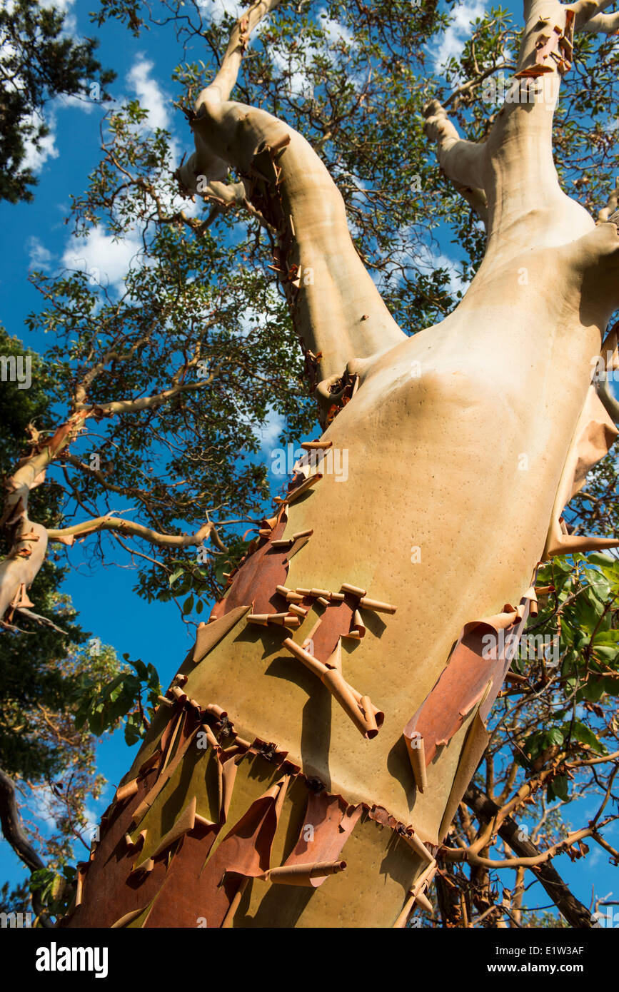 L'arbousier ou arbre de Madrone du Pacifique, l'Arbutus menziesii , détails, Russel, près de l'île de Saltspring Island, British Columbia, Canada Banque D'Images