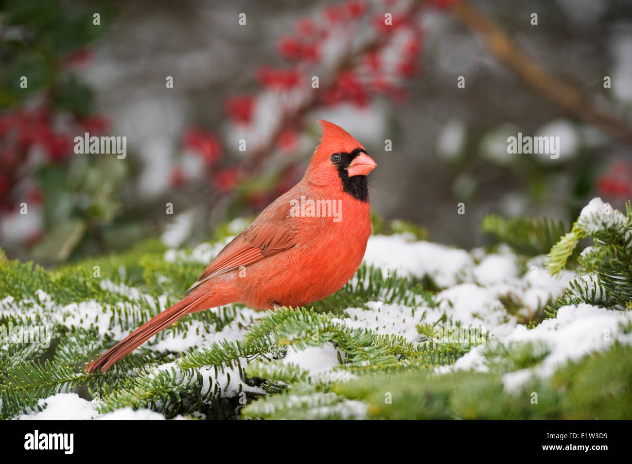 Le Cardinal rouge mâle (Cardinalis cardinalis) en hiver. La Nouvelle-Écosse, Canada. Banque D'Images