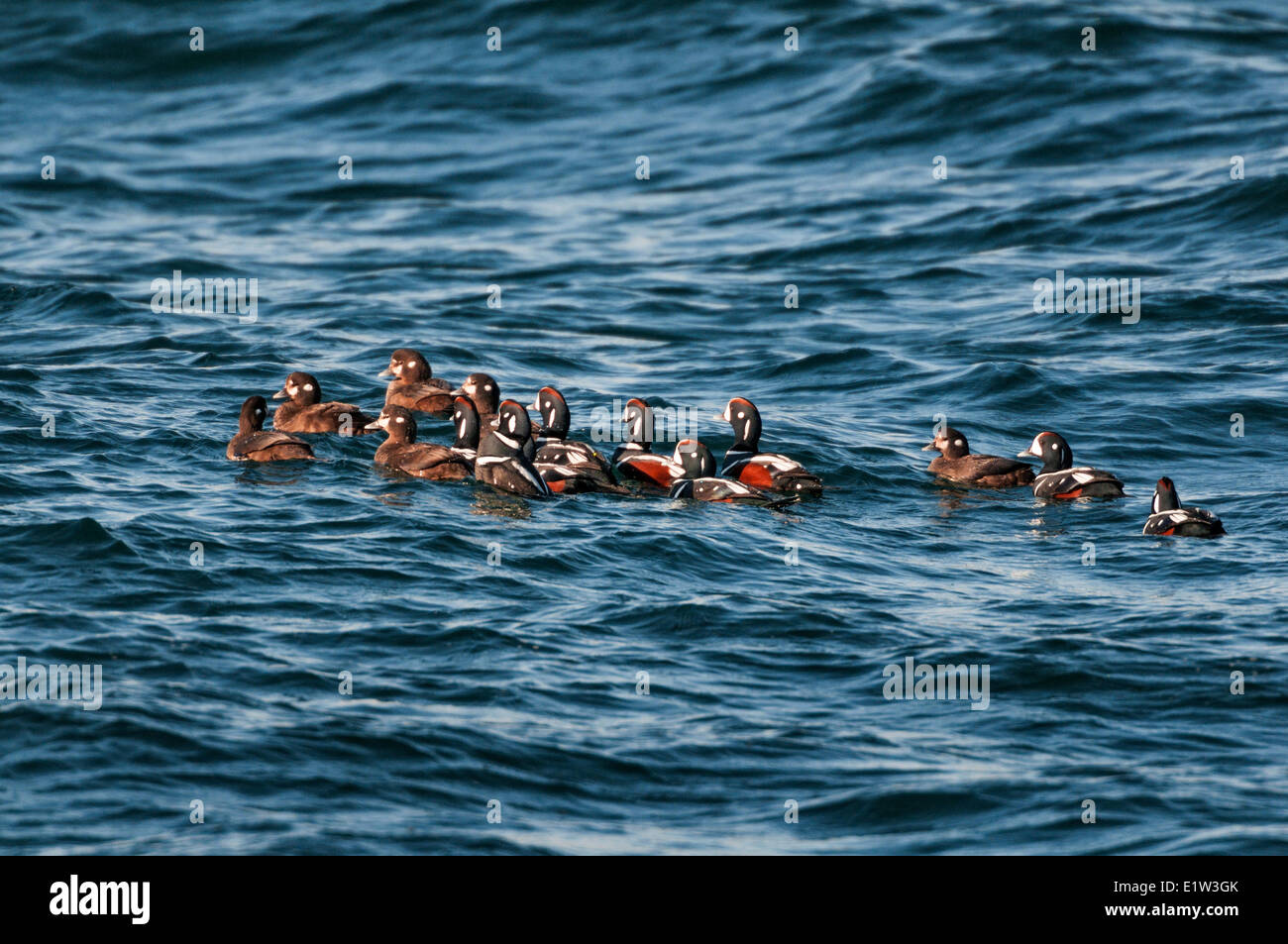 Les arlequins plongeurs (Histrionicus histrionicus) hiver en petits groupes le long des côtes de la Nouvelle-Écosse, baie de Fundy, à la fin avril, le Canada. Banque D'Images
