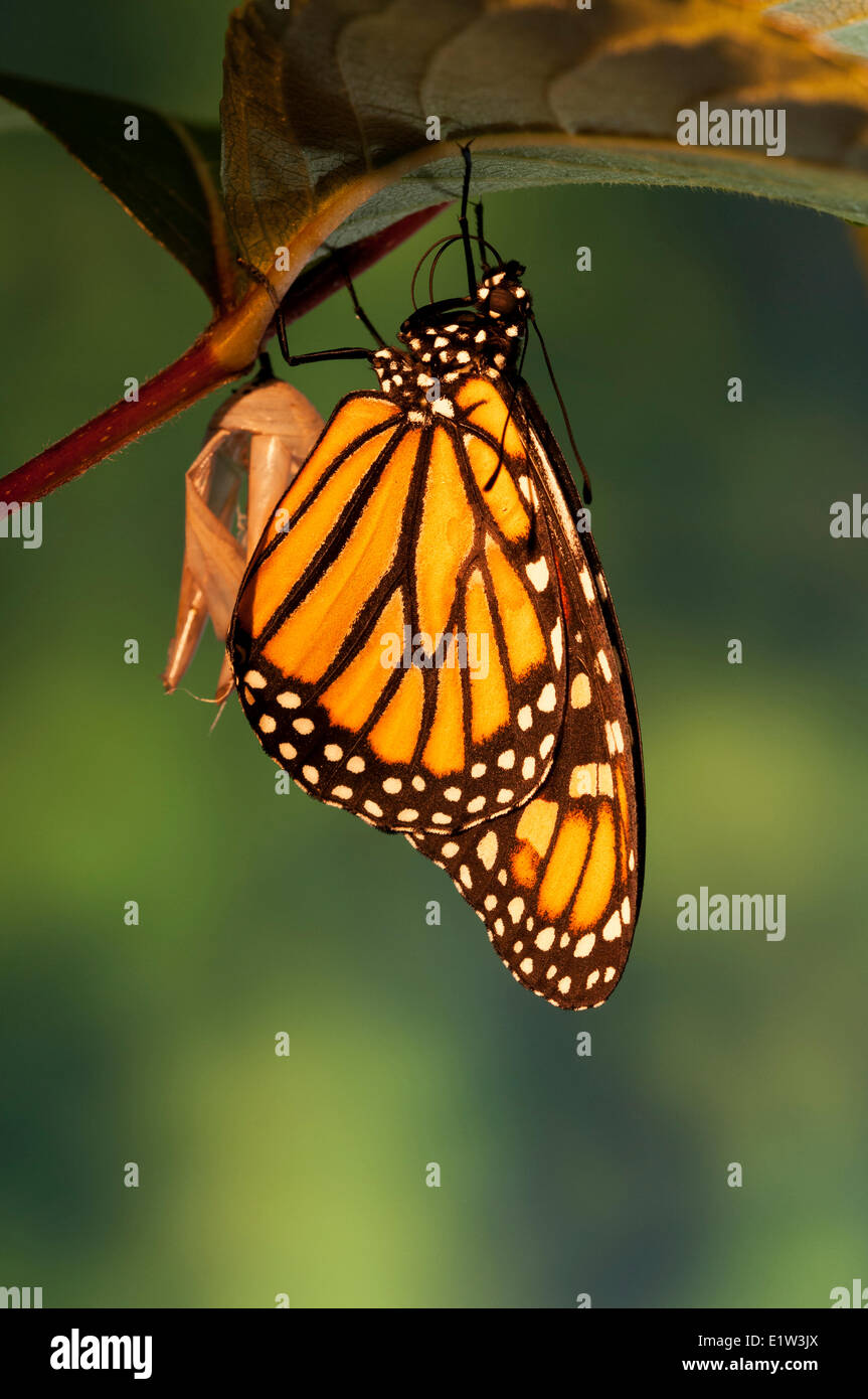 Le monarque (Danaus plexippus) dries ailes peu après la sortie de chrysalide. l'été. L'Amérique du Nord. Banque D'Images
