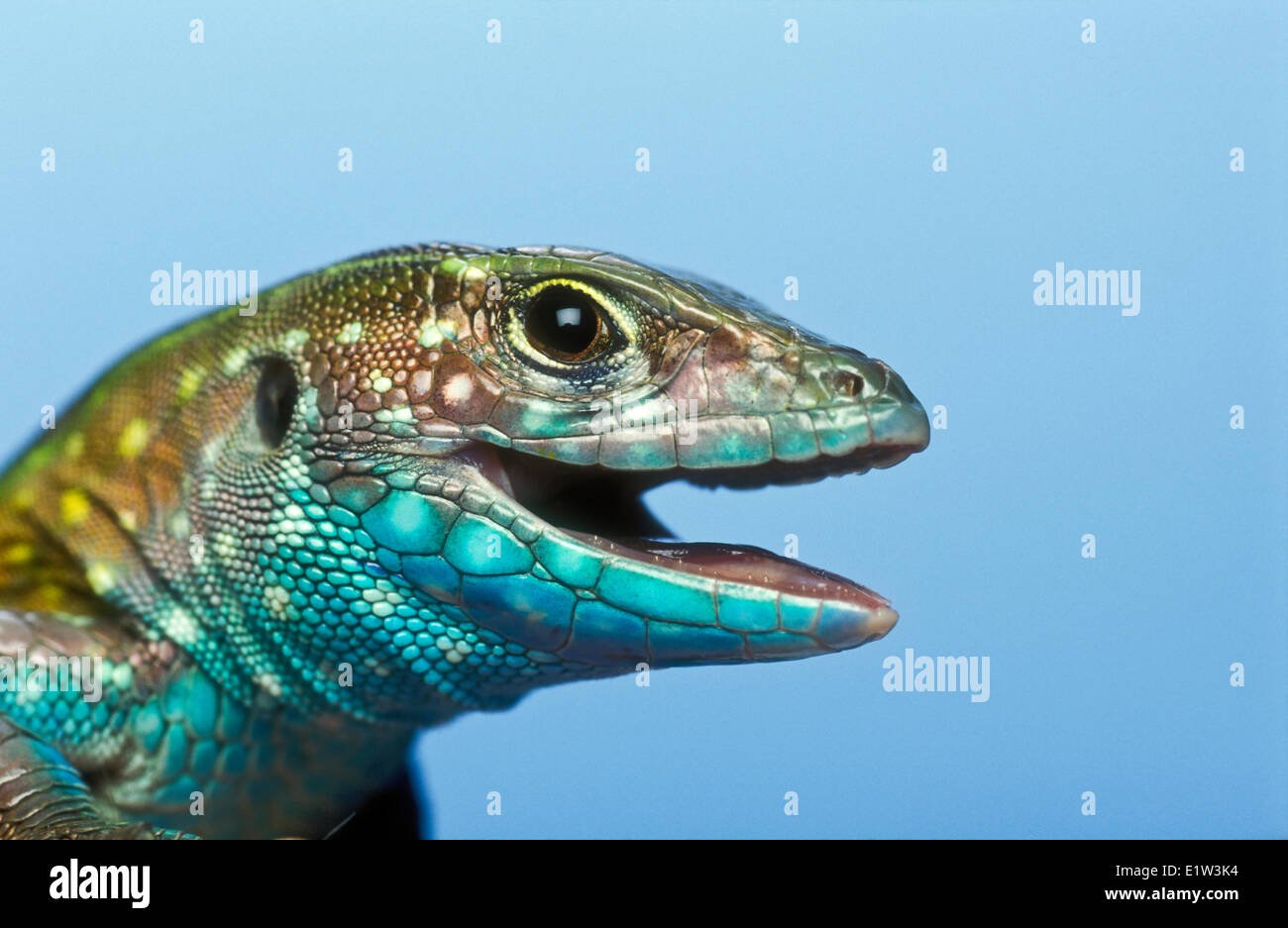 Coureur arc-en-ciel (Cnemidophorus lemniscatus), un lézard en Amérique du Sud et maintenant introduit en Floride. Banque D'Images