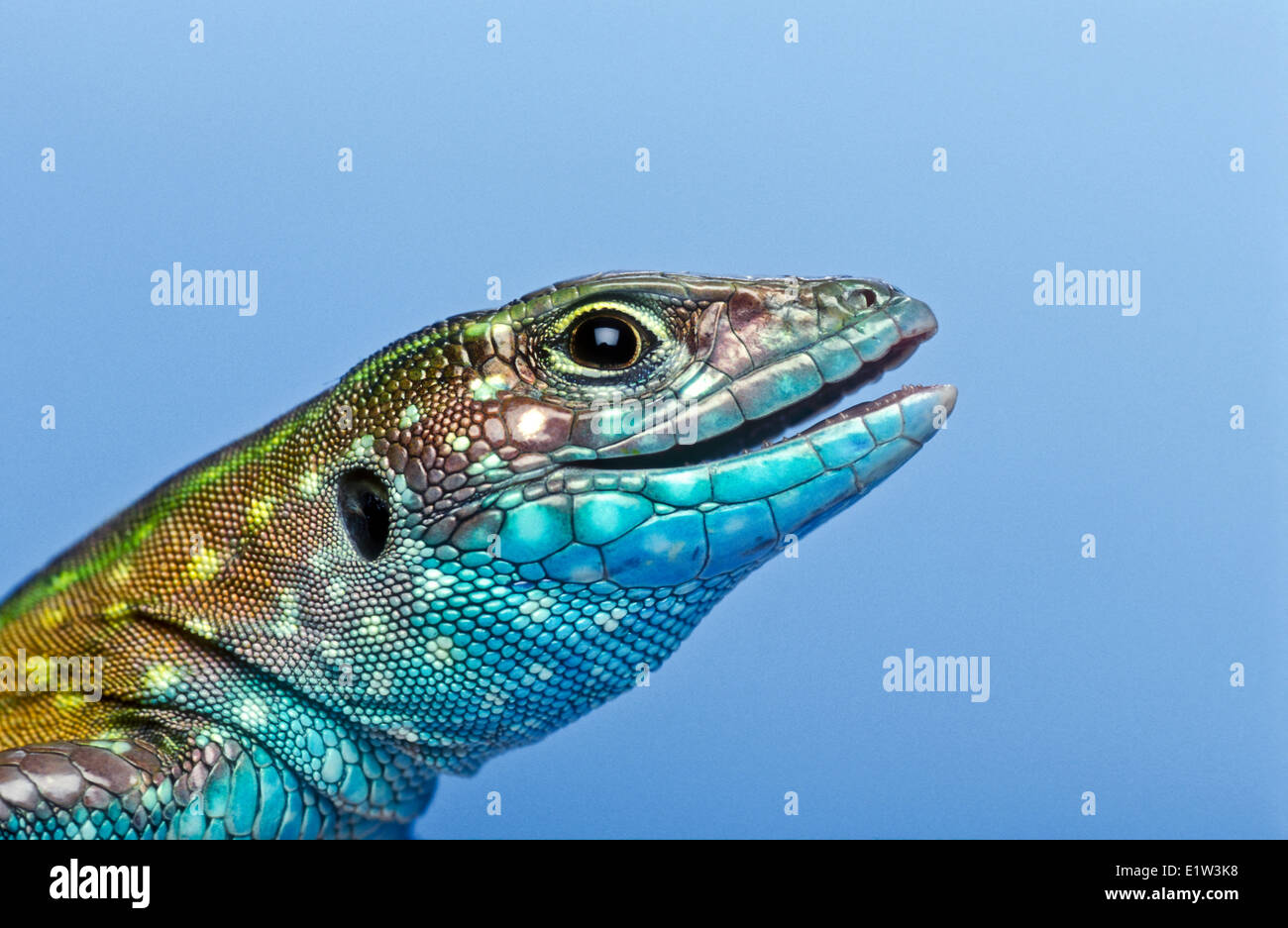 Coureur arc-en-ciel (Cnemidophorus lemniscatus), un lézard en Amérique du Sud et maintenant introduit en Floride. Banque D'Images