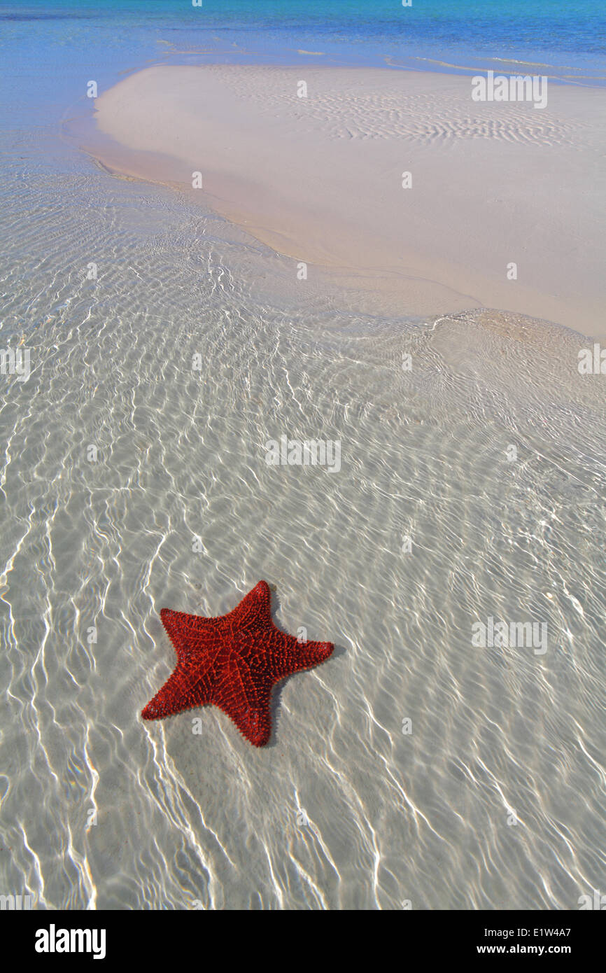 Starfish, Eleuthera, Bahamas Banque D'Images