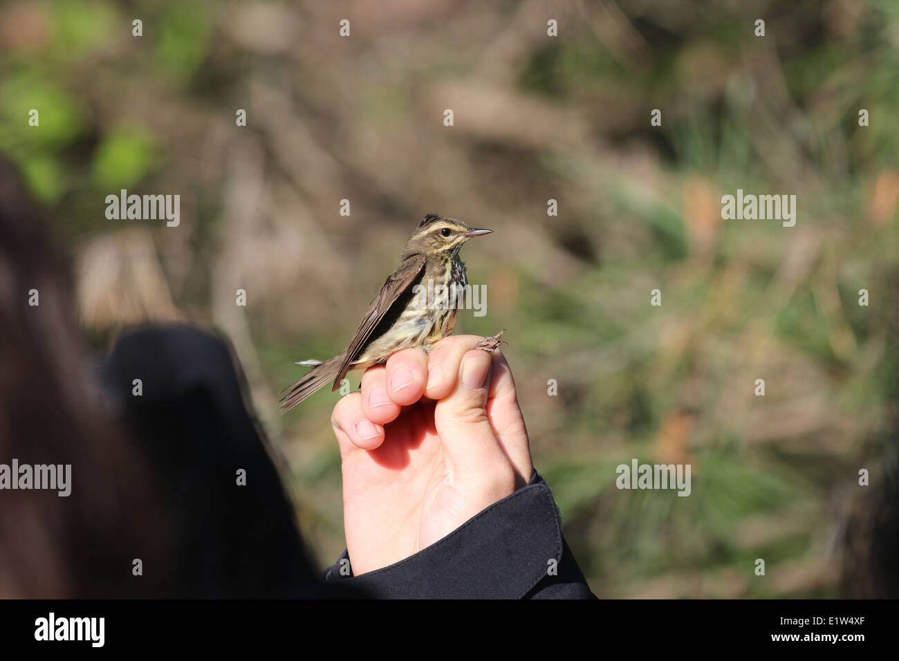 / Femelle Roselin pourpré immature Banque D'Images