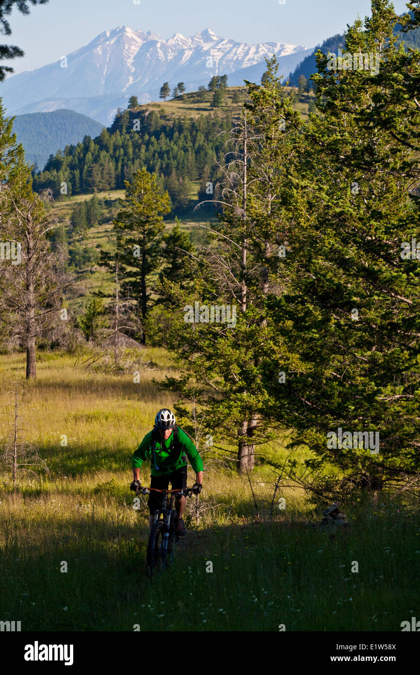 Un vélo de montagne équitation sweet singletrack. Fernie, BC Banque D'Images