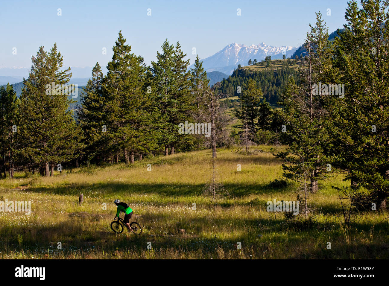 Un vélo de montagne équitation sweet singletrack. Fernie, BC Banque D'Images