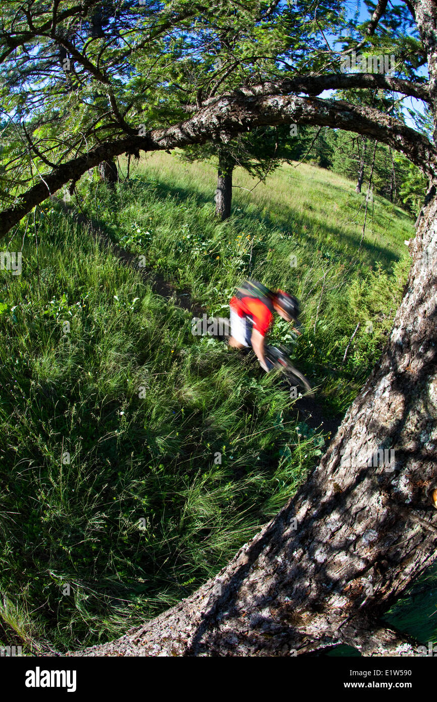 Un vélo de montagne équitation sweet singletrack. Fernie, BC Banque D'Images