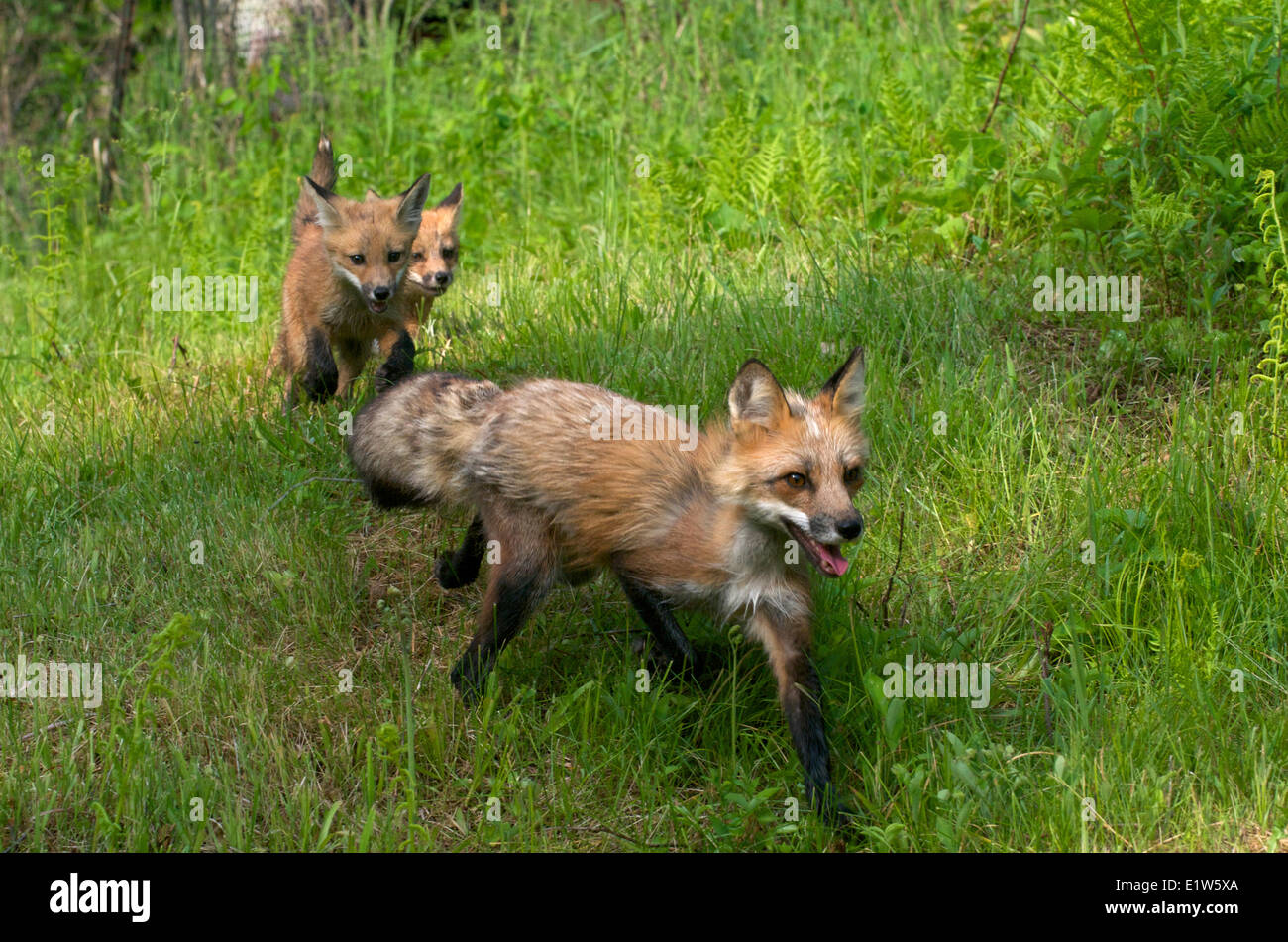 Le renard roux, Vulpes vulpes, kits ou les jeunes en cours d'exécution et de jouer sur l'herbe verte. Banque D'Images