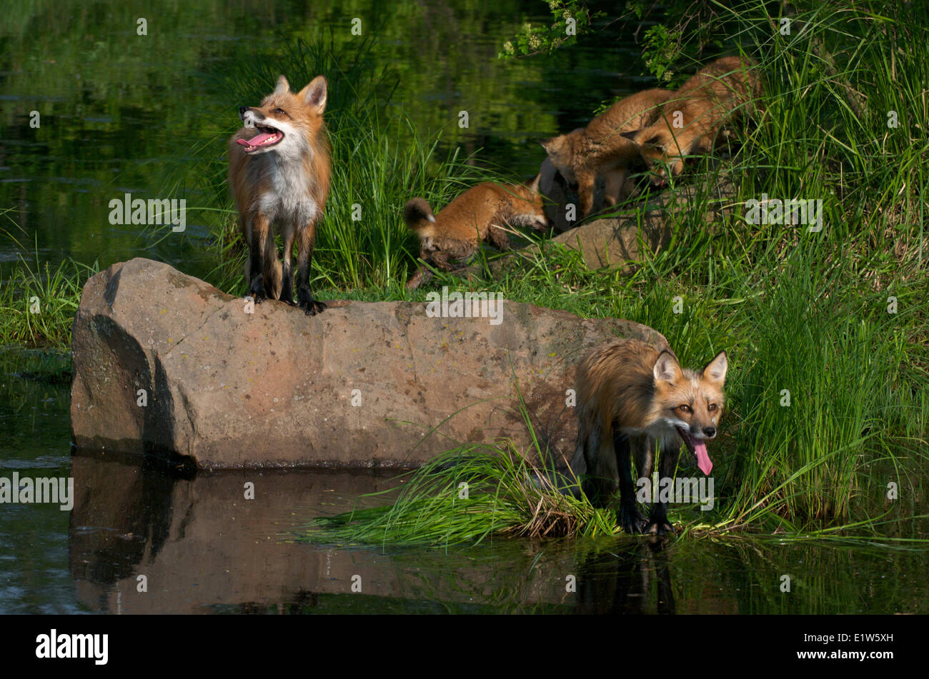 Red Fox mère et les jeunes le long du bord de l'étang au printemps, Vulpes vulpes, Amérique du Nord. Banque D'Images