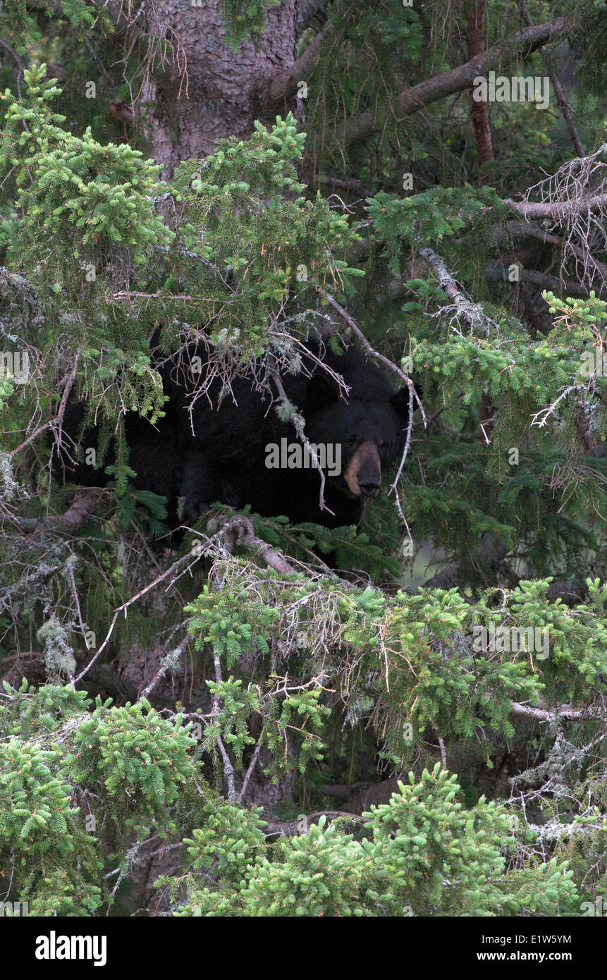 L'Amérique sauvage l'ours noir, Ursus americanus, se mettre à couvert dans les branches de l'épinette blanche, le nord de l'Ontario, Canada Banque D'Images