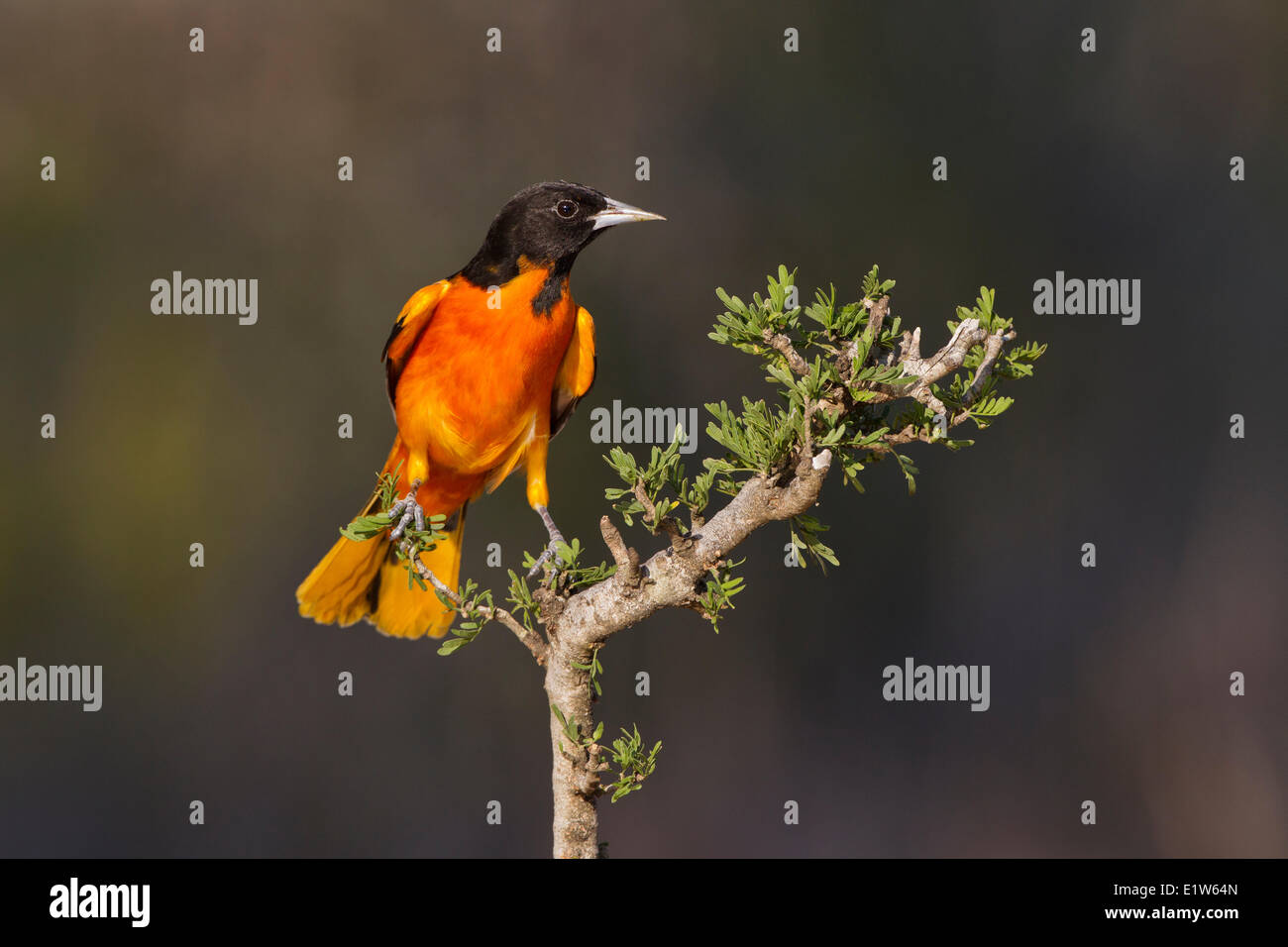 L'oriole de Baltimore (Icterus galbula) mâle, Santa Clara Ranch, près de Edinburg, Texas du Sud. Banque D'Images