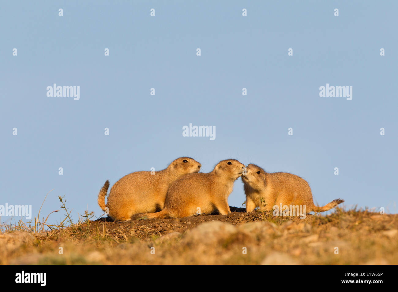Les chiens de prairie (Cynomys ludovicianus), avec deux nuzzling à burrow, entrée Parc National de Wind Cave, Dakota du Sud. Banque D'Images