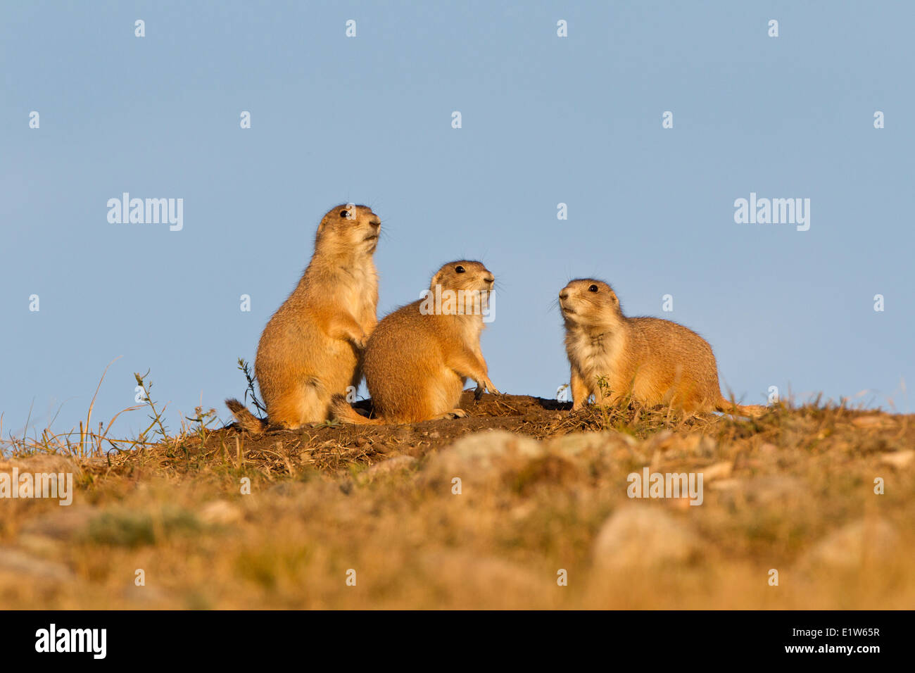 Les chiens de prairie (Cynomys ludovicianus), à l'entrée des terriers, Parc National de Wind Cave, Dakota du Sud. Banque D'Images
