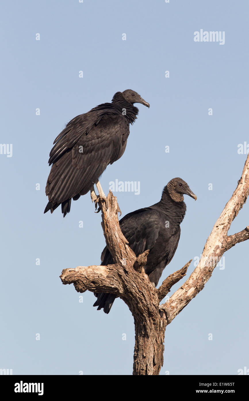 Les vautours noirs (Coragyps atratus), Martin Refuge, près de Edinburg, Texas du Sud. Banque D'Images
