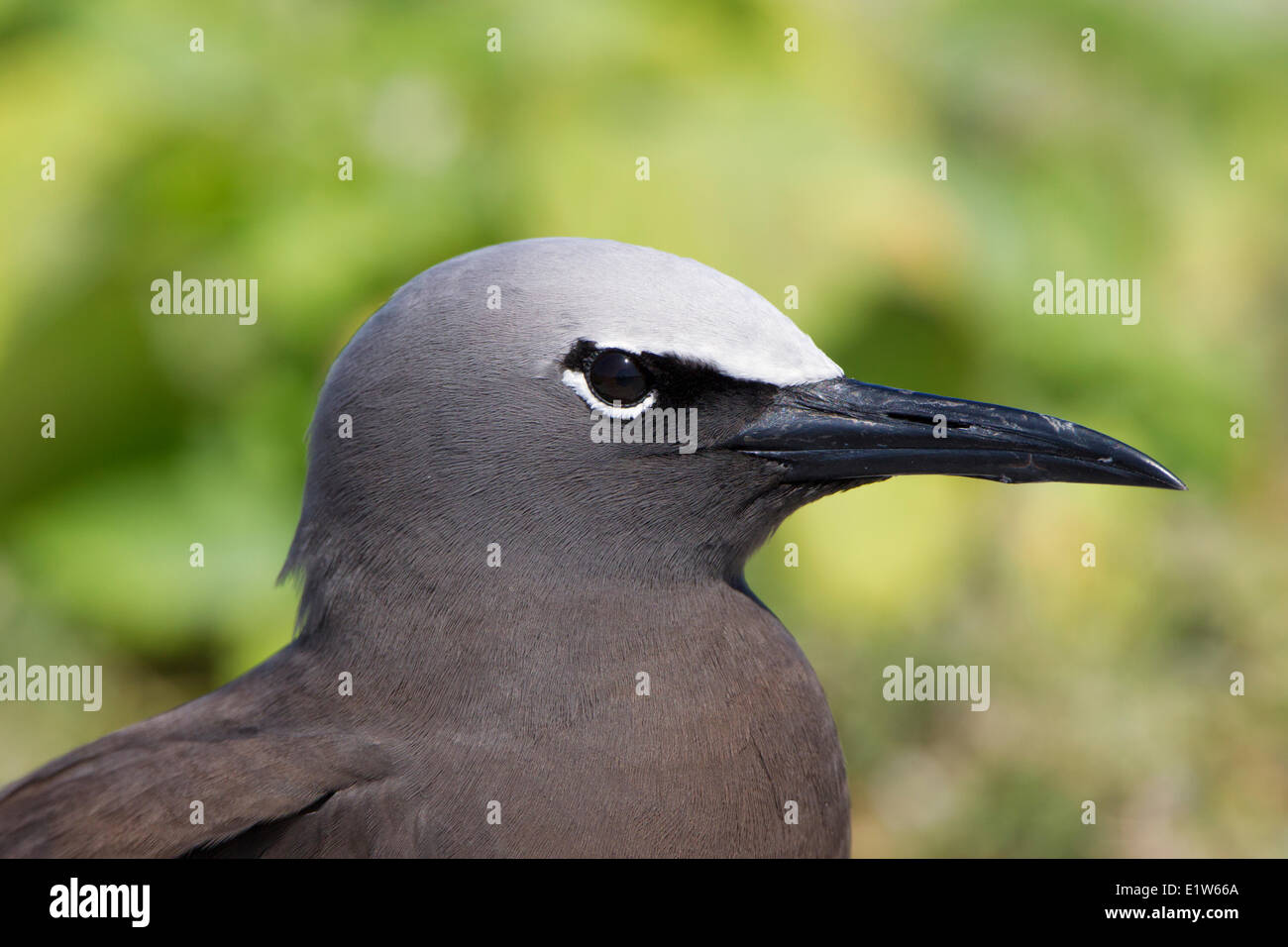 Noddi brun (Anous stolidus pileatus), l'Est de l'île, l'atoll de Midway National Wildlife Refuge, dans les îles Hawaii. Banque D'Images