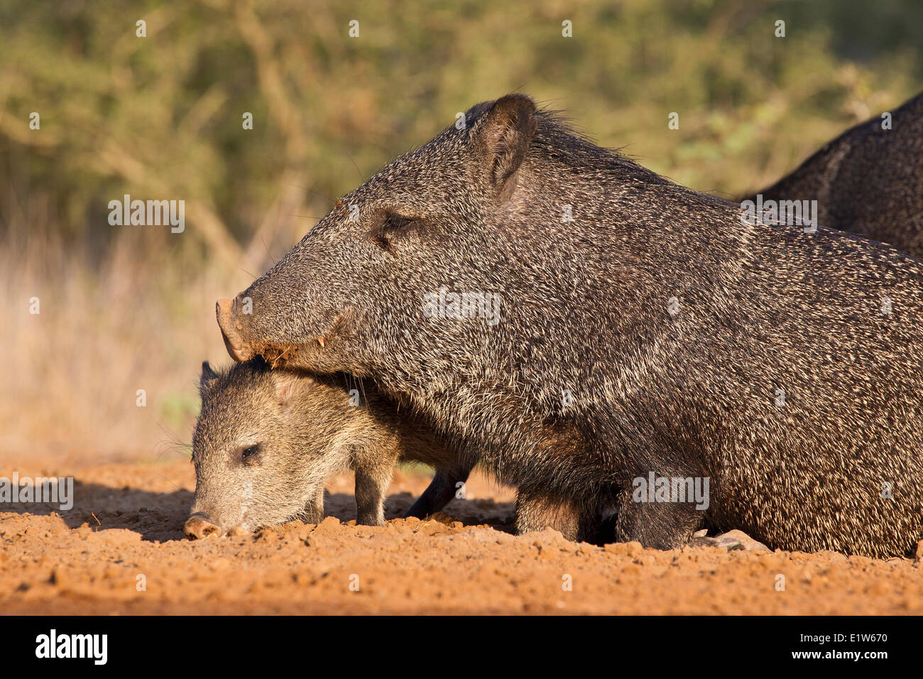 Pécari à collier (Pecari tajacu), adulte (sur les genoux) et les jeunes, Santa Clara Ranch, près de Edinburg, Texas du Sud. Banque D'Images