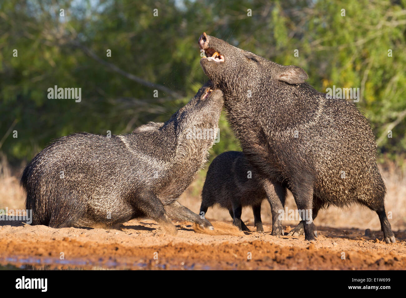 Pécari à collier (Pecari tajacu), d'affrontement, Santa Clara Ranch, près de Edinburg, Texas du Sud. Notez aussi jeune pécari présents. Banque D'Images