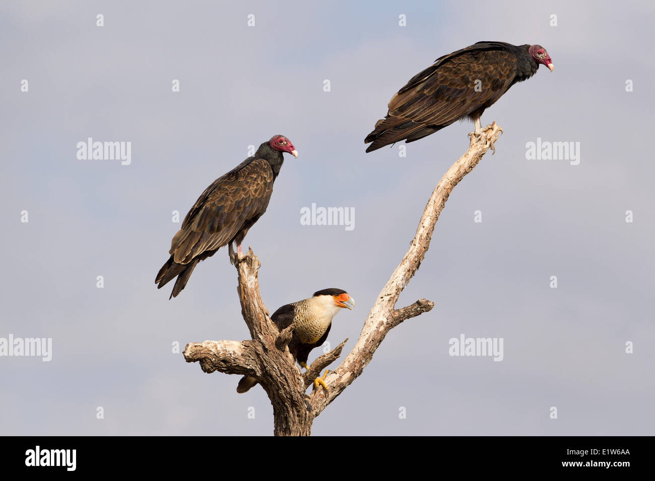 Caracara huppé (Caracara cheriway) adulte (centre) L'urubu à tête rouge (Cathartes aura) Martin Refuge près de Edinburg Sud du Texas. Banque D'Images