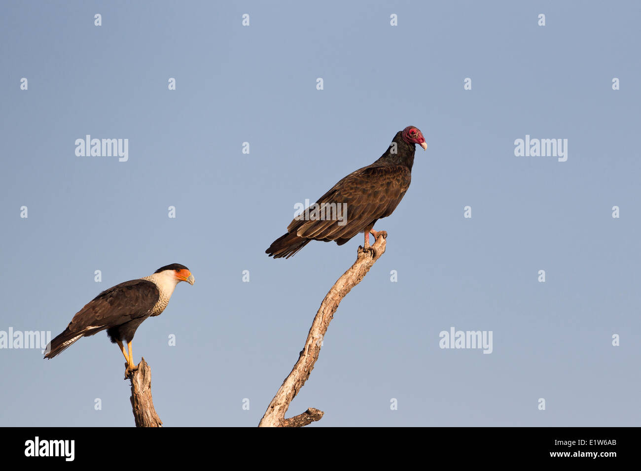 Caracara huppé (Caracara cheriway) adulte (à gauche) urubu à tête rouge (Cathartes aura) Martin Refuge près de Edinburg Sud du Texas. Banque D'Images