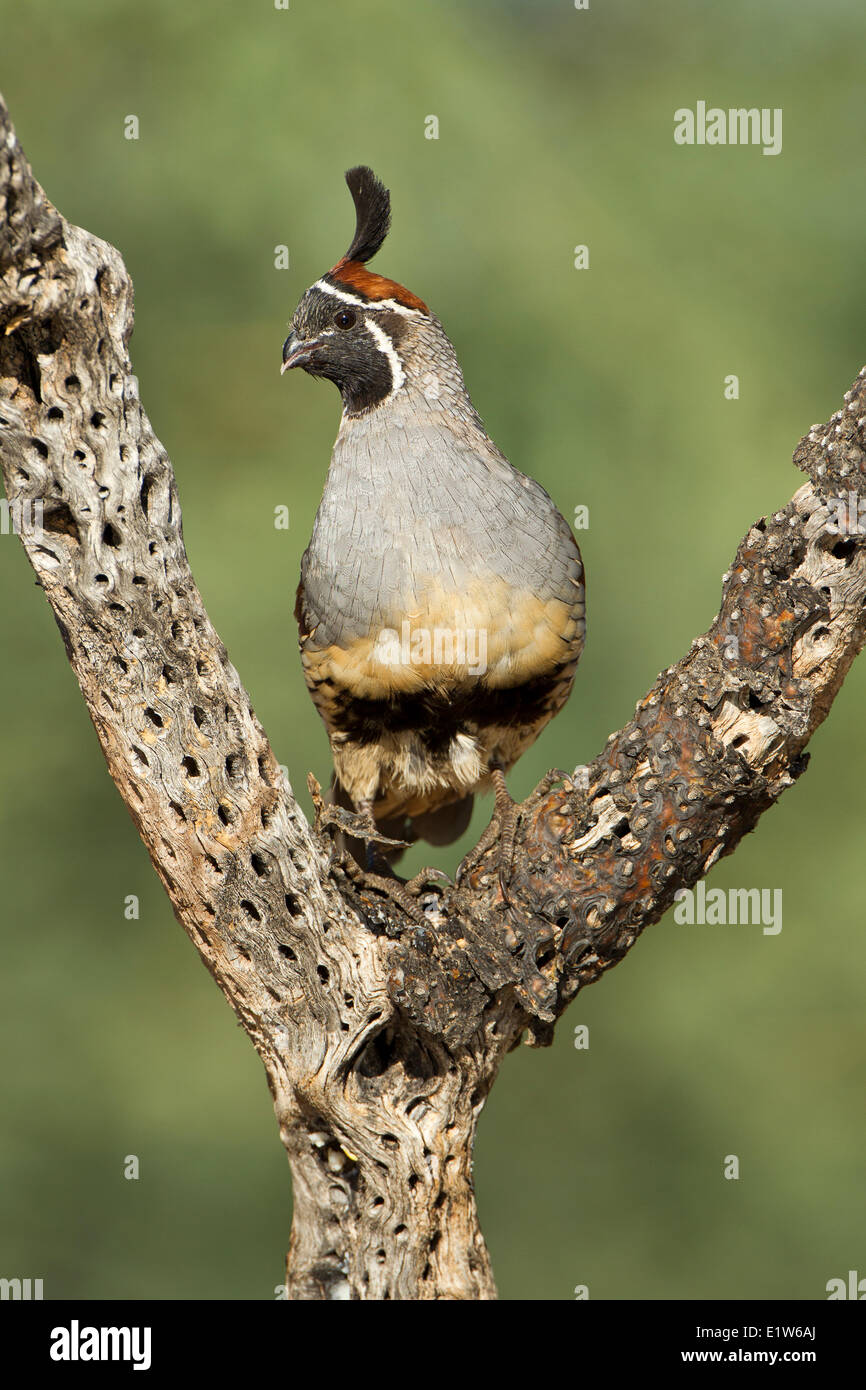 De Gambel Callipepla gambelii) (caille, homme sur les morts (cholla Cylindropuntia sp.), l'éléphant, bassin d'Amado, Arizona. Banque D'Images