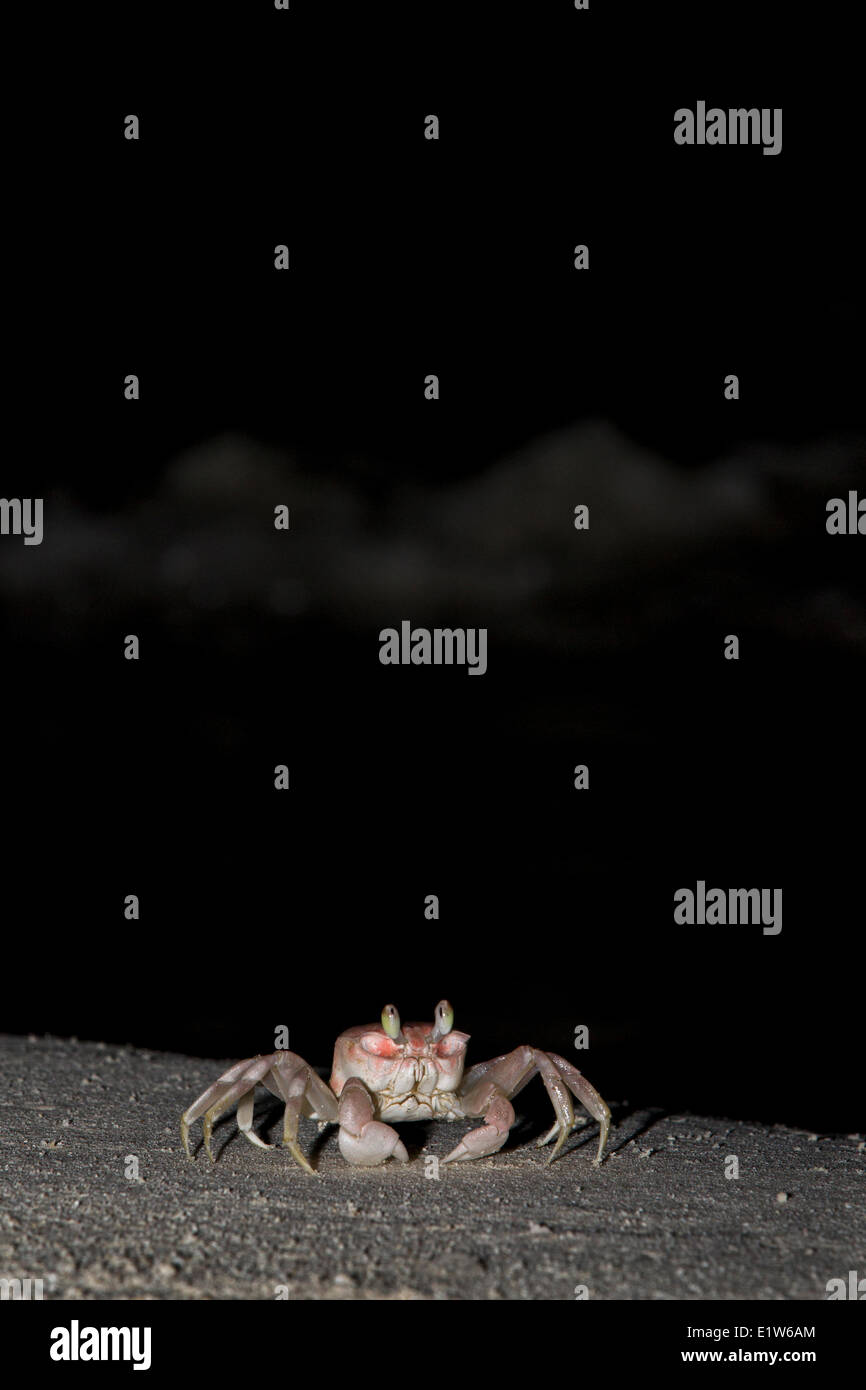 Le crabe fantôme (Ocypode sp.), l'île de Sable, l'atoll de Midway National Wildlife Refuge, dans les îles Hawaii. Banque D'Images