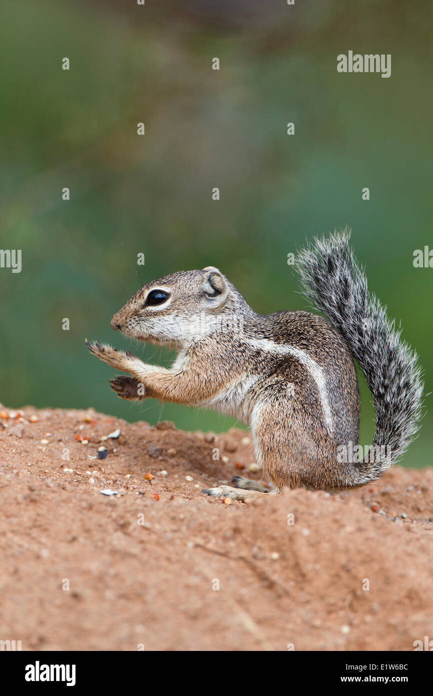 L'écureuil antilope Harris (Ammospermophilus harrisii), l'éléphant, bassin d'Amado, Arizona. Banque D'Images