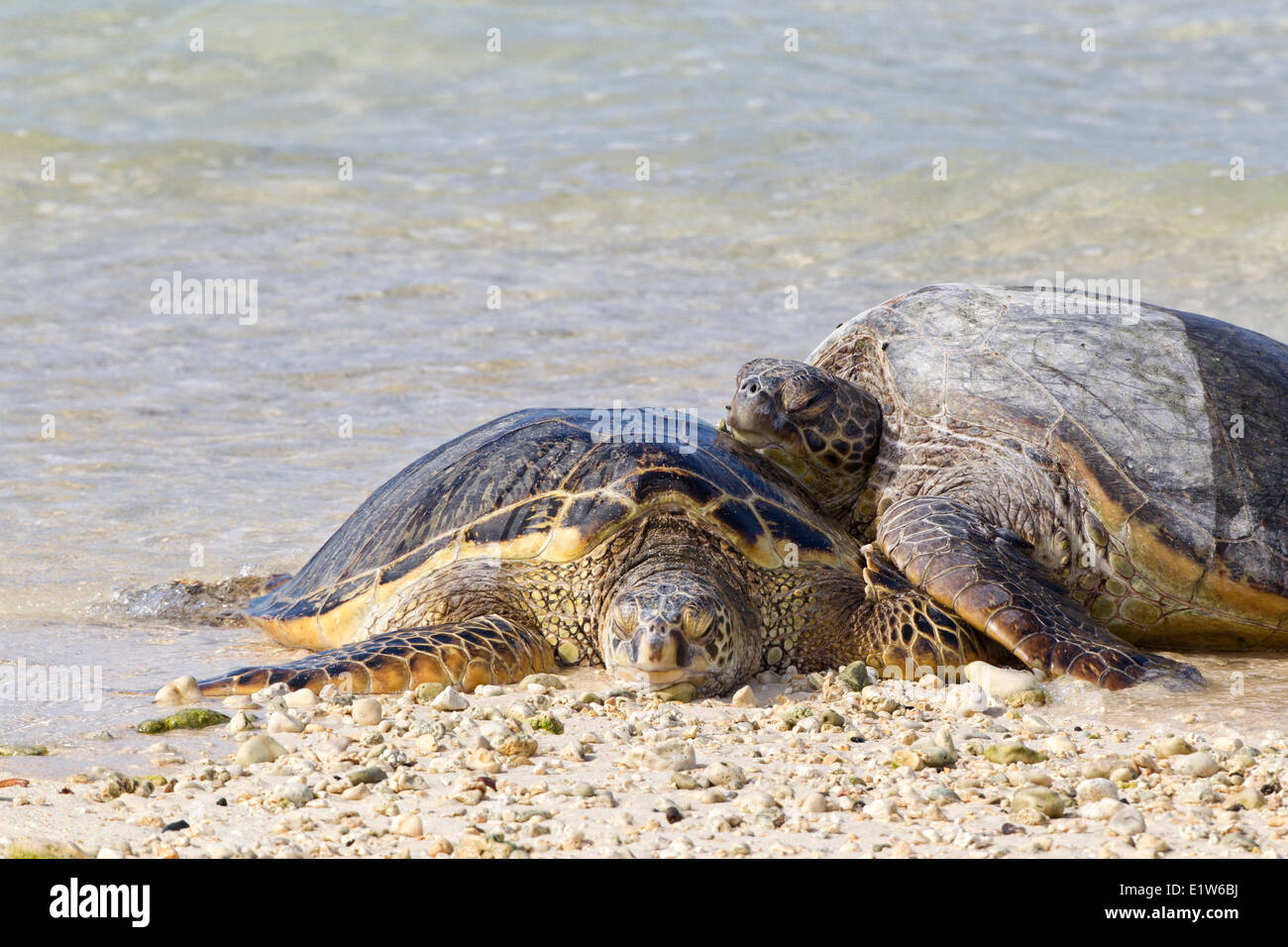 Tortues de mer vertes (Chelonia mydas) reposant sur l'île de sable de plage l'atoll de Midway National Wildlife Refuge au nord-ouest Banque D'Images