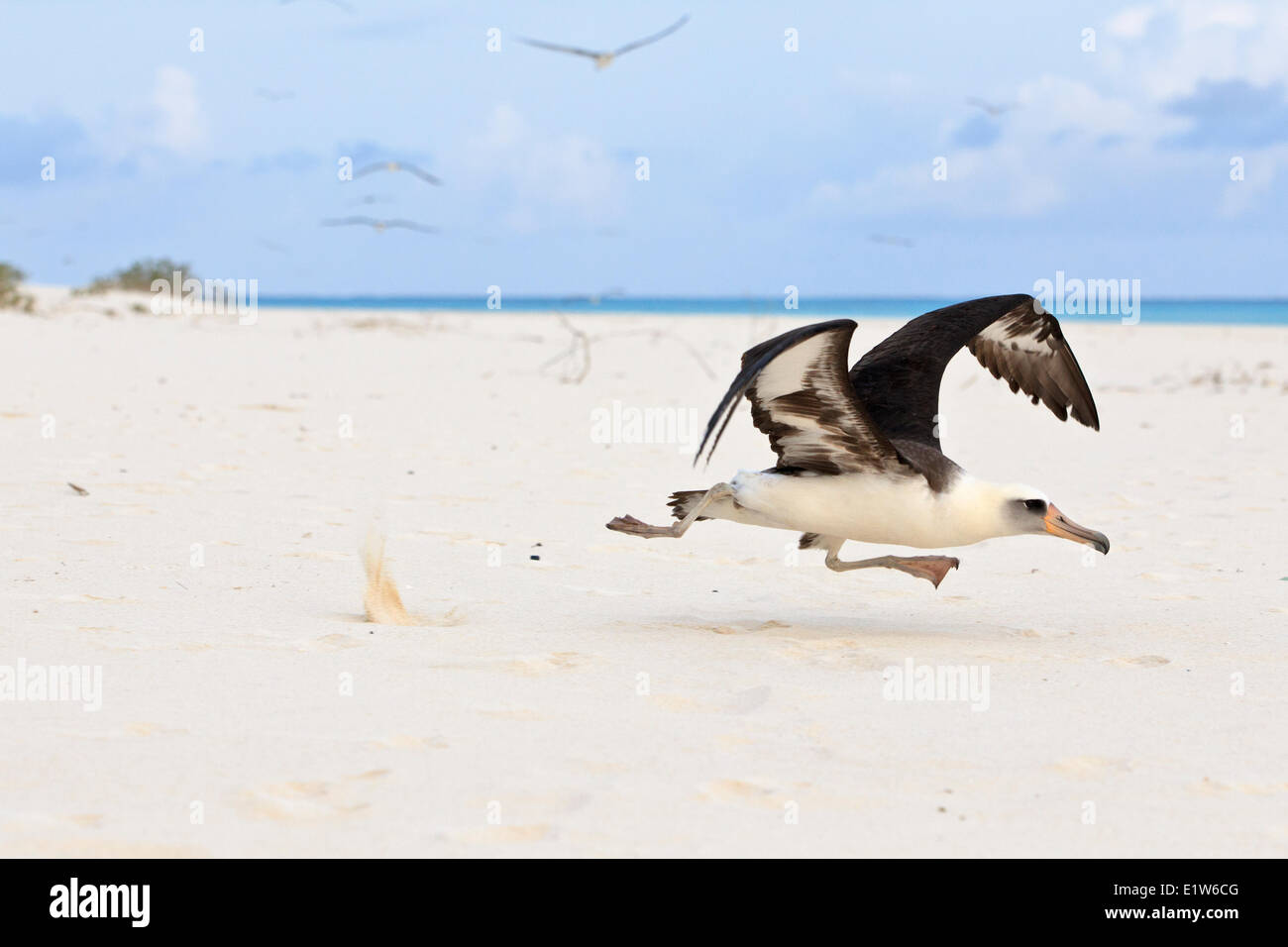Albatros de Laysan (Phoebastria immutabilis) s'exécutant sur la plage de sable de l'atoll de Midway Island National Wildlife Refuge Banque D'Images