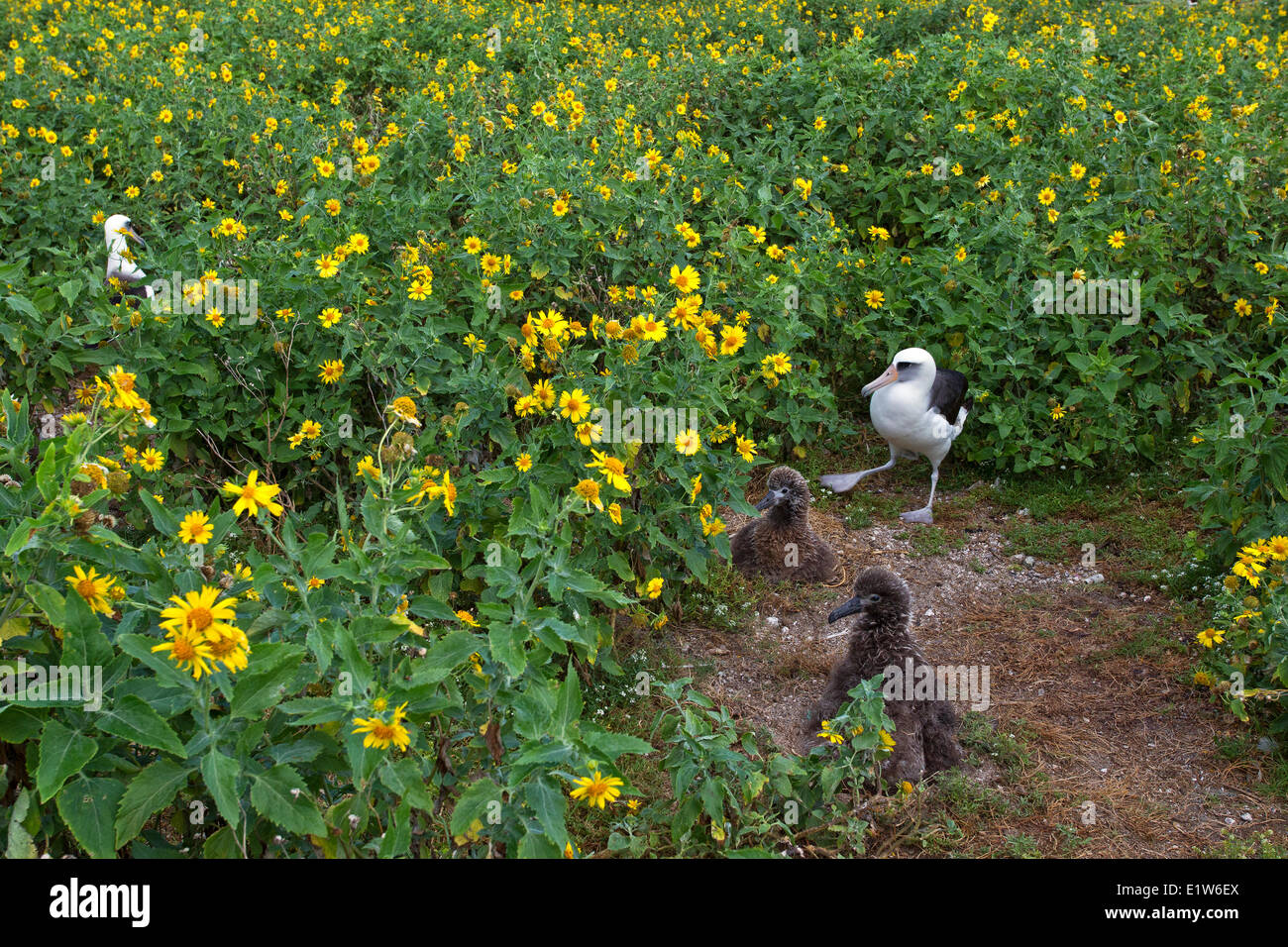 Albatros de Laysan (Phoebastria immutabilis) adultes chez les poussins (crownbeard encelioides Verbesina doré) à mi-chemin de l'île de Sable Banque D'Images Albatros de Laysan (Phoebastria immutabilis) adultes chez les poussins (crownbeard encelioides Verbesina doré) à mi-chemin de l'île de Sable Banque D'Images