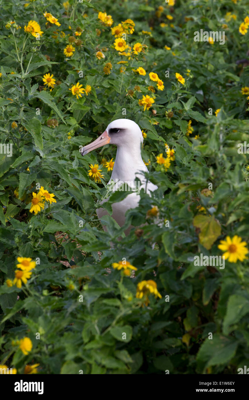 Albatros de Laysan (Phoebastria immutabilis) parmi les crownbeard encelioides Verbesina or (île de Sable) l'atoll de Midway, la Banque D'Images Albatros de Laysan (Phoebastria immutabilis) parmi les crownbeard encelioides Verbesina or (île de Sable) l'atoll de Midway, la Banque D'Images