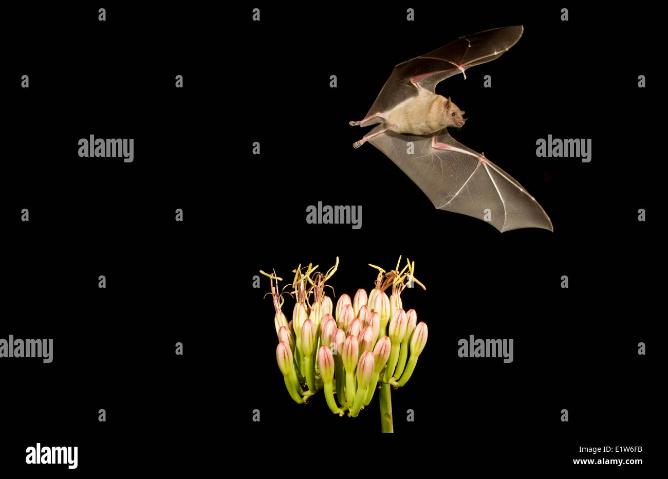 Bec long moindre Leptonycteris yerbabuenae (bat), se nourrissant de fleur d'Agave, Amado, Arizona. Cette chauve-souris est classé vulnérable. Banque D'Images