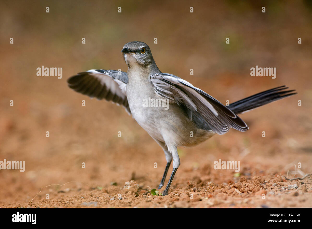 Moqueur polyglotte (Mimus polyglottos), les feux d'ailes pour rincer proies, Laguna Seca Ranch, près de Edinburg, Texas du Sud. Banque D'Images
