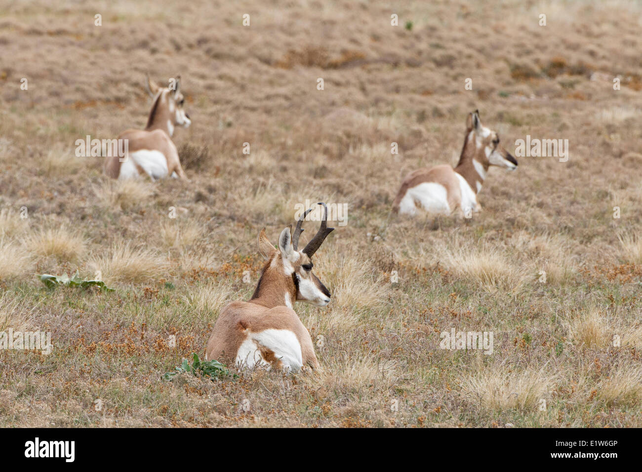 Pronghorn (Antilocapra americana), buck (premier plan) et ne se reposer, Custer State Park, dans le Dakota du Sud. Banque D'Images